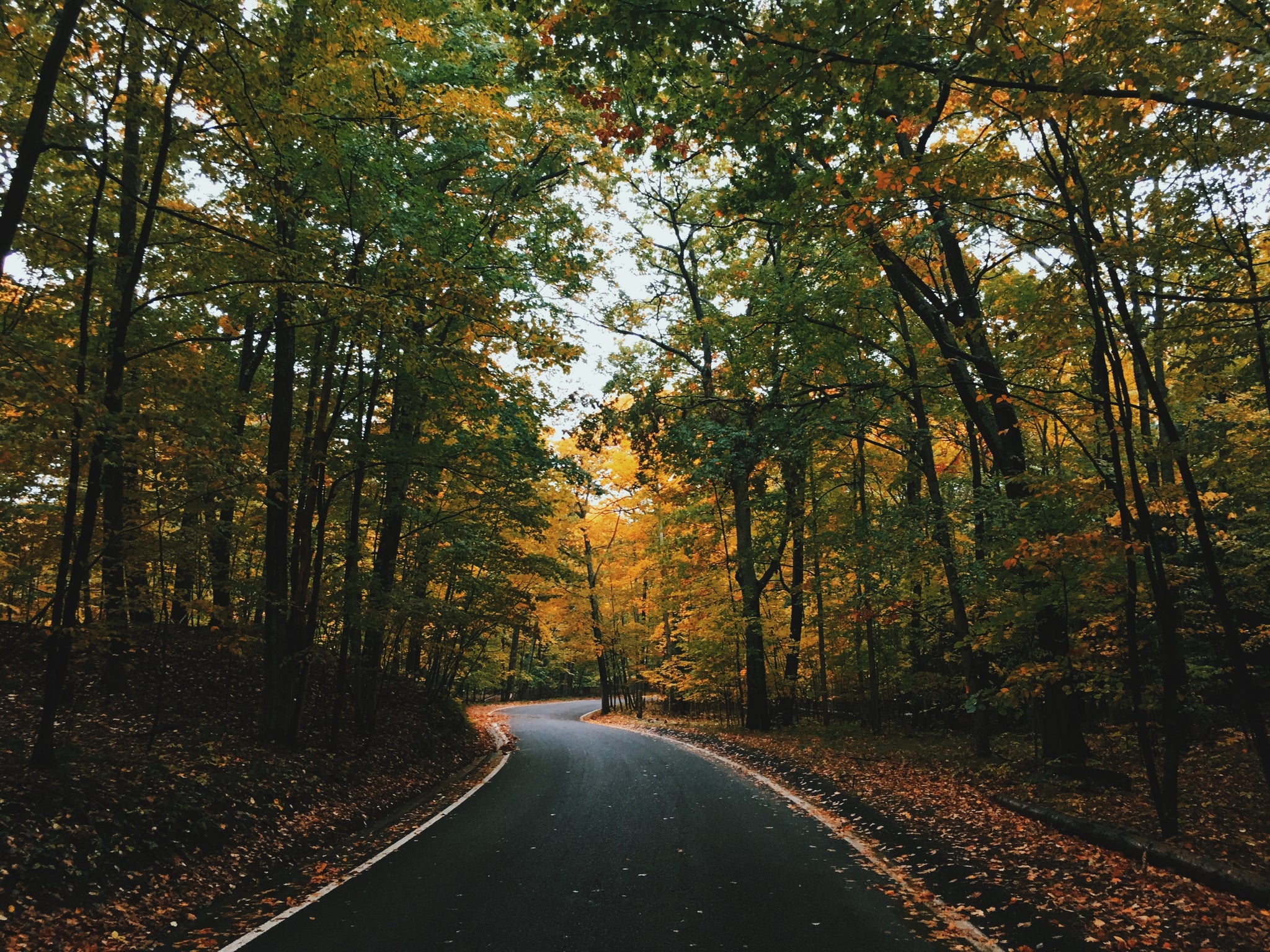 A photo of a winding road surrounded by Michigan's Tunnel of Trees captured by Aaron Burden.